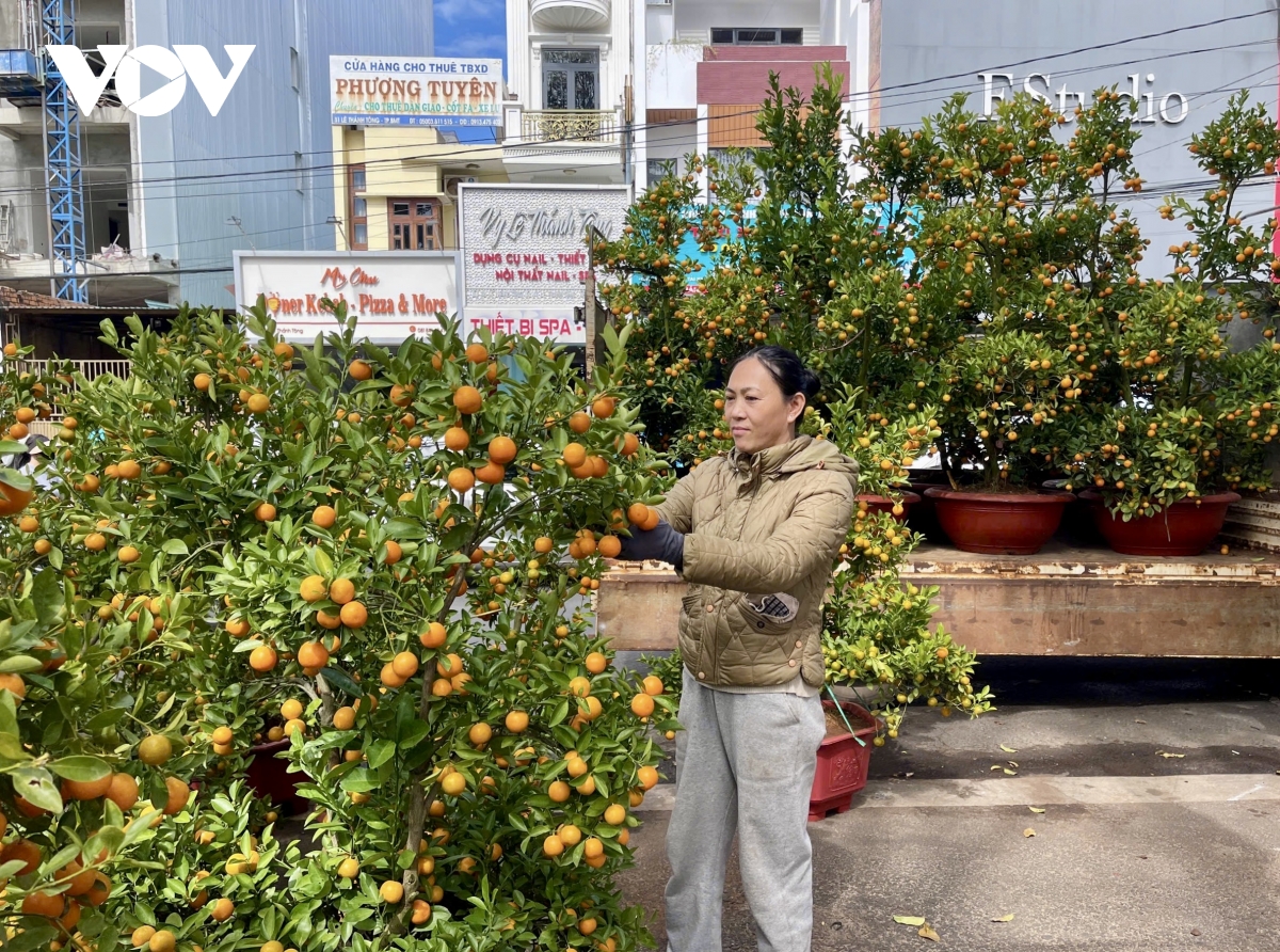 Nhà vườn Đắk Lắk tất bật chăm từng chậu hoa, cây cảnh, gửi trọn sắc xuân